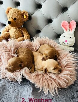 Toypudel-Zwergspitz-Pomeranian Welpen - Berlin Charlottenburg-Wilmersdorf