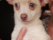 Chihuahua Mischlinge Rüden - Selters (Westerwald)