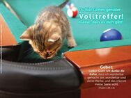 Christliche Postkarte: Kätzchen auf Billiardtisch - 10-Stück-Packung - NEU - Wilhelmshaven