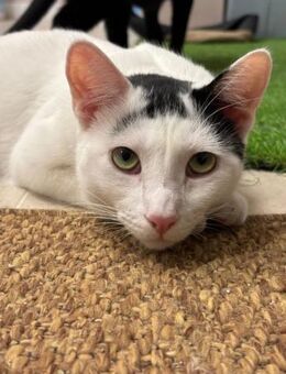 Ying ein lustiger gechillter Kater - Unterföhring