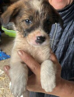 Rocco, jung, lebhaft und lieb - Bochum