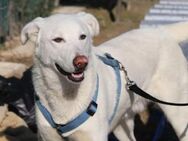 Pepper sucht sein für immer Zuhause ! - Krefeld