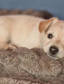 Jack Russell Rauhaar Welpen - Kandern