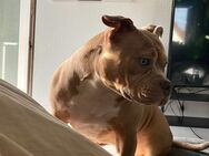 American Bully Pocket - Mainaschaff