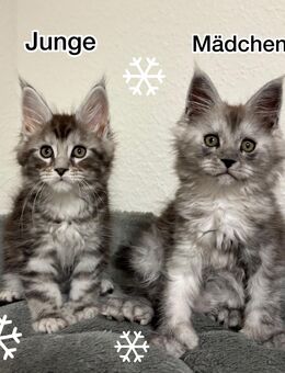 Maine Coon Kitten - Tornesch Tornesch