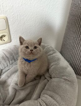 Bkh kitten - Aachen