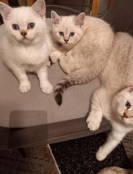 BKH KITTEN - Obertshausen