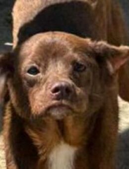 CAPPUCCINO - braucht unsere Hilfe - Hof