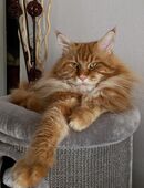 Maine Coon Deckkater mit Stammbaum in 97078