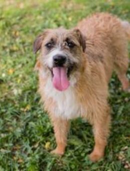 Salü: Hundekind sucht ein Zuhause - Kirchzell