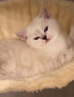 Wunderschöne Silver Shaded BKH-Kätzchen suchen ein liebevolles Für-immer-Zuhause - Gummersbach