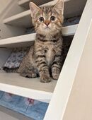 Gesprächige bunte Maine coon Mix katze Mädel in 16866