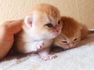 Zauberhafte BKH Kitten in Golden Shaded & Golden Shell – kleine Goldschätze suchen ihr Für-immer-Zuhause! - Berlin