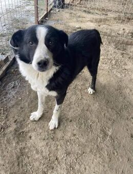 Lieber LENNOX sucht seine Menschen - Neuberg