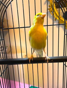 Raza Espanola Kanarien Hahn - Kleinniedesheim