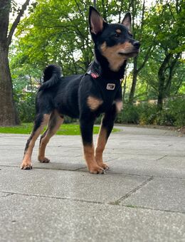 Seltene Fellfarbe – Chihuahua-Pinscher-Spitz Mix, geimpft & gechipt, sucht liebevolles Zuhause - Hamburg