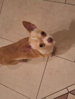 Eshi sucht ein Zuhause - Gießen