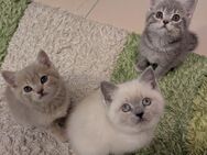 BKH Katze kitten - Kösching