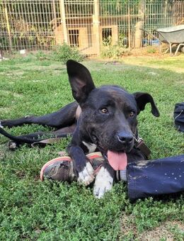 Luna P freundlich, verspielte Hündin - Kallmünz