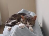 Süßes Katerchen sucht Kumpel + Familie - Esslingen (Neckar)