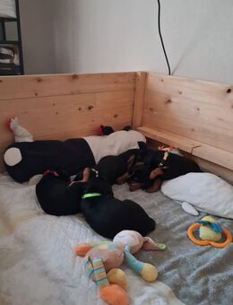 Deutsche Pinscher Welpen abzugeben ab November - Eitorf