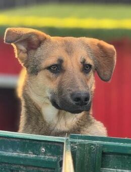🌟Verspielter Pippin🌟 - Eislingen (Fils)