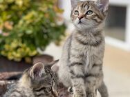 Katzen Babys Siam mix - EKH - Nassau