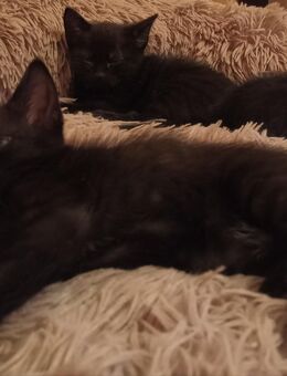 Kitten zu verkaufen - Berlin Treptow-Köpenick