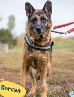 Borcsa SI, lieb, treu, sanft - Rheine