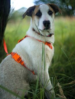Freundlicher Platon sucht sein Zuhause - Duisburg