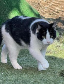 Liebe Katze Nora 5J braucht Zuhause - Stelle