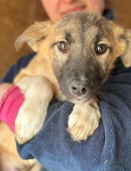 der kleine LORD ~ mit weißen Füßen - Duisburg