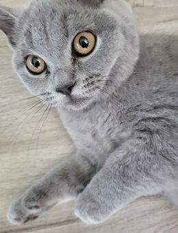 Edel Blue Kitten - Elkenroth
