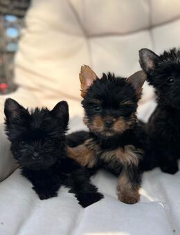 Mädchen Yorkshire Perla,Prada und Peg - Usingen