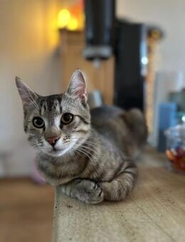 Moritz - Jungkater sucht Familie - Kallmünz