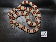 Lampropeltis alterna leonis mexicana mexicana - Bochum