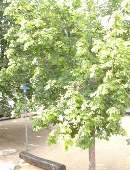 *+* Wohnen im Zentrum von Heilbronn: helle wunderschöne 3-Zi.-Wohnung, mit EBK *+* - Heilbronn