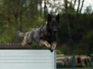 Hanni sucht ein neues zu Hause - Itzgrund