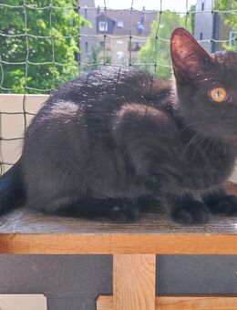 -Ray- Schwarz Mix Kitten/Junge - Hannover