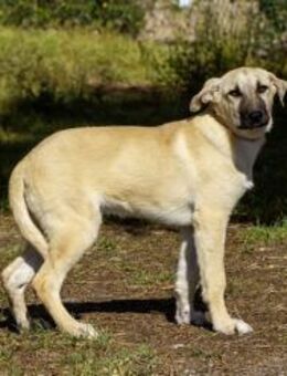 Filemón - Zuhause gesucht - Duisburg