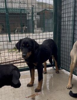 Wunderschöne Shey sucht ihr Zuhause! - Hamburg