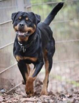 Ciro sucht ein beständiges Zuhause - Pirmasens