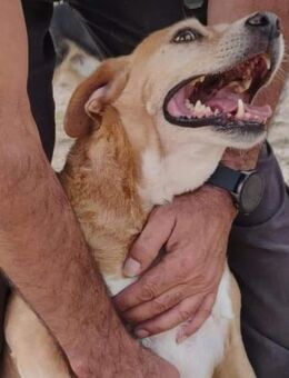 Estrella ist ein charmanter Hund - Donaueschingen