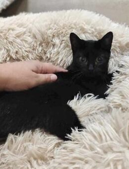 Verspielte Sumi - Eichenzell