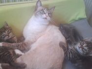 Siam Heilige Birma Mix Kitten - Leimen Zentrum