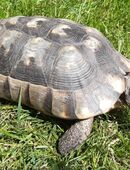 Breitrandschildkröte (Testudo Marginata), weiblich, Jahrgang 2006 in 27777