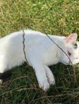 zutrauliche kleine Kämpferin Cleo - Rambin