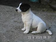 Jack Russell Terrier Welpen 9 Wo. - Lonnerstadt