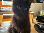 Süße Maine Coon Kitten abzugeben - Solingen (Klingenstadt)