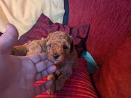 Toy Pudel Welpen von den perfekten Elterntiere - Melle